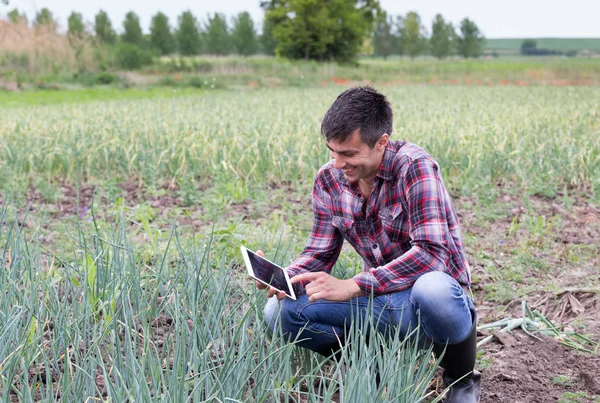 Satisfied farmer with tablet squatting in garlic field in spring