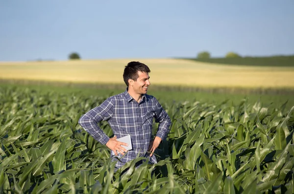 Satisfied Farmer Tablet Standing Corn Field Early Summer — Stock Photo, Image