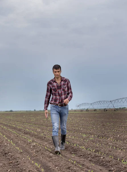 Bonito Agricultor Com Tablet Andando Campo Milho Primavera Com Sistema — Fotografia de Stock