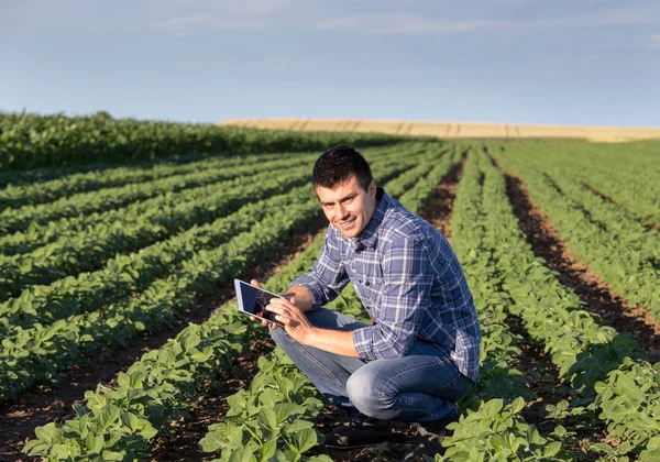 Bonito Agricultor Com Tablet Agachamento Campo Soja Verificação Qualidade Cultura — Fotografia de Stock