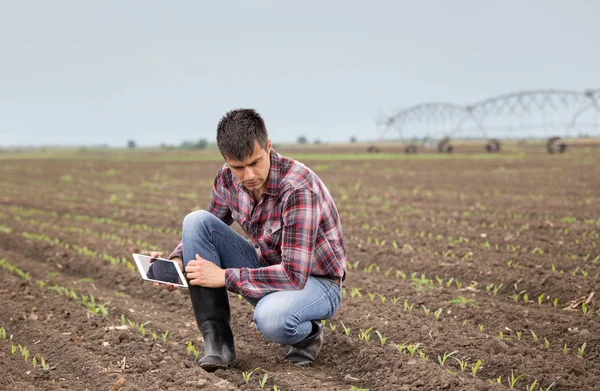 Guapo Agricultor Con Tabletas Brotes Maíz Campo Primavera Con Sistema — Foto de Stock