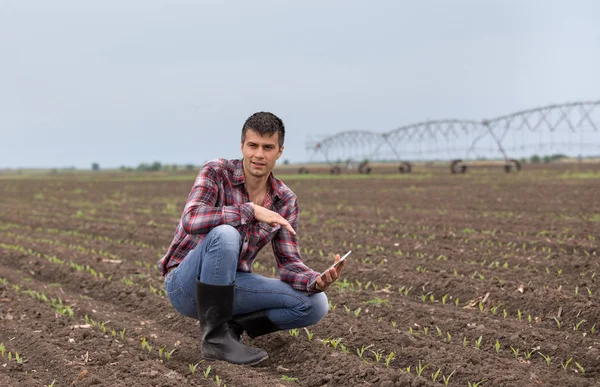 Handsome Farmer Tablet Corn Sprouts Field Springtime Irrigation System Backgroundf — Stock Photo, Image