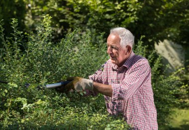 Bahçede çalışan yaşlı adam, çitleri makasla buduyor.