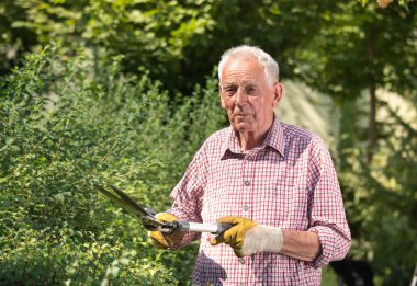 Bahçede çalışan yaşlı adam, çitleri makasla buduyor.