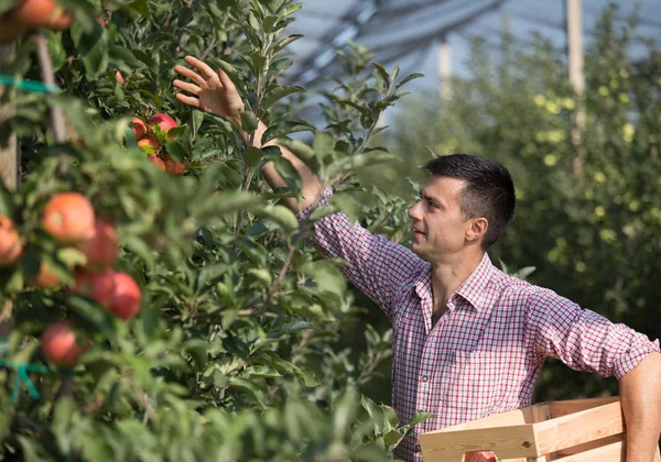 Guapo Granjero Sosteniendo Una Caja Madera Cosechando Manzanas Maduras Huerto — Foto de Stock