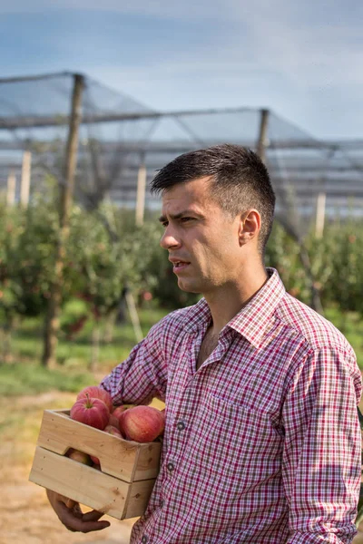 Bonito Agricultor Segurando Caixa Lado Macieiras Pomar Moderno Com Rede — Fotografia de Stock