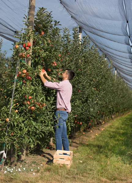 Przystojny Rolnik Zbiory Dojrzałych Jabłek Sadzie Nowoczesne — Zdjęcie stockowe