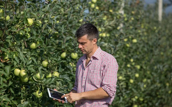 Handsome farmer with tablet standing beside trees with ripe apples in modern orchard