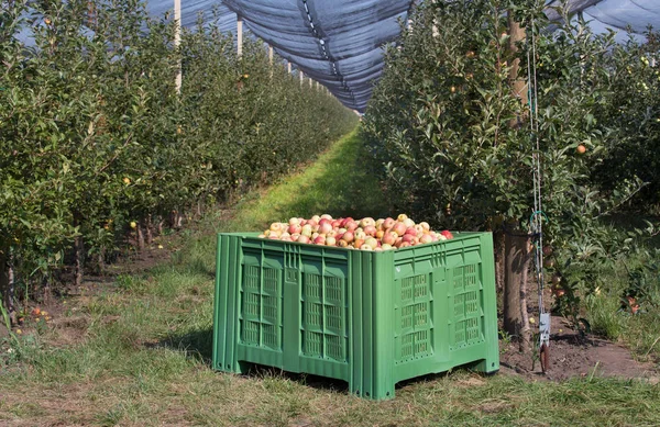 Grand Panier Plastique Plein Pommes Dans Verger Moderne Avec Filet — Photo