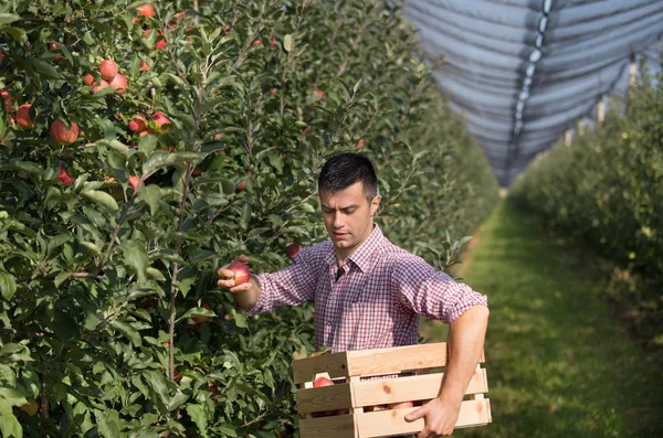 Guapo Granjero Sosteniendo Una Caja Madera Cosechando Manzanas Maduras Huerto — Foto de Stock