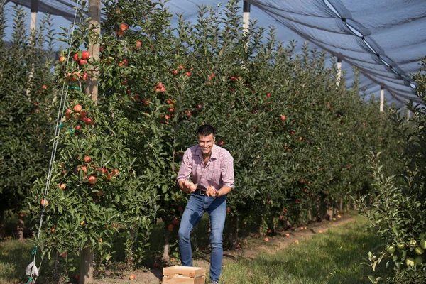 ハンサムな農家木箱を押しながらモダンな果樹園の完熟りんごを収穫 — ストック写真