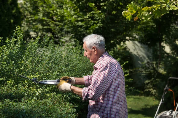 Bărbat Vârstă Care Lucrează Grădină Tăierea Gardului Viu Foarfece — Fotografie, imagine de stoc