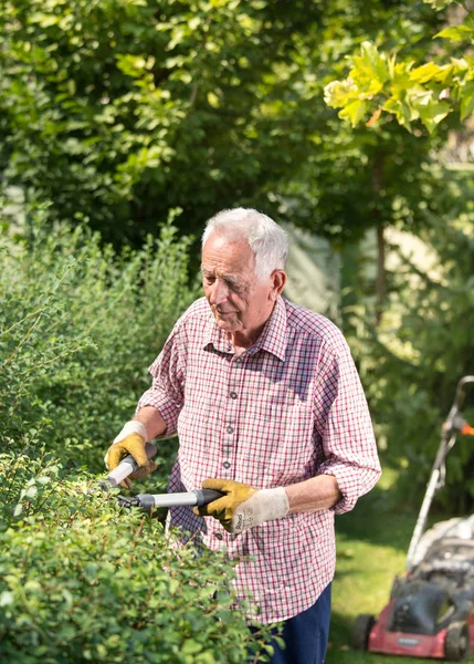 Senior Man Aan Het Werk Tuin Snoeien Heg Met Schaar — Stockfoto