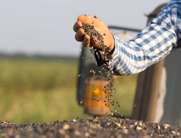 Close Mão Agricultor Segurando Sementes Girassol Reboque Completo — Fotografia de Stock