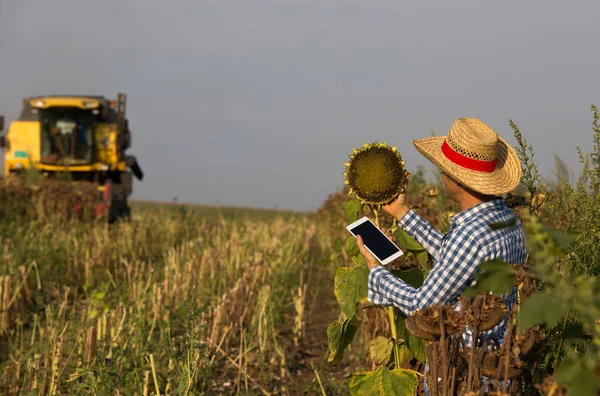 Handsome farmer with straw hat holding tablet and checking sunflower head quality during harvest