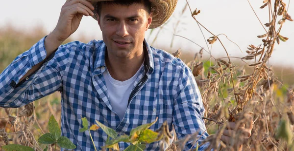 Portrait of handsome farmer with straw hat holding soybean stems in harvest time