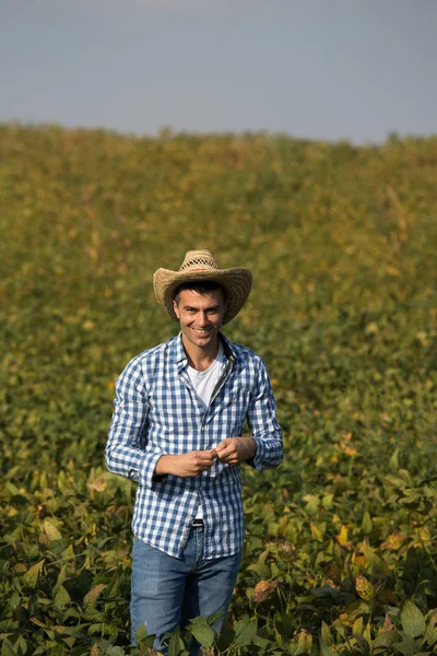 Bonito Agricultor Que Verifica Grãos Soja Campo — Fotografia de Stock