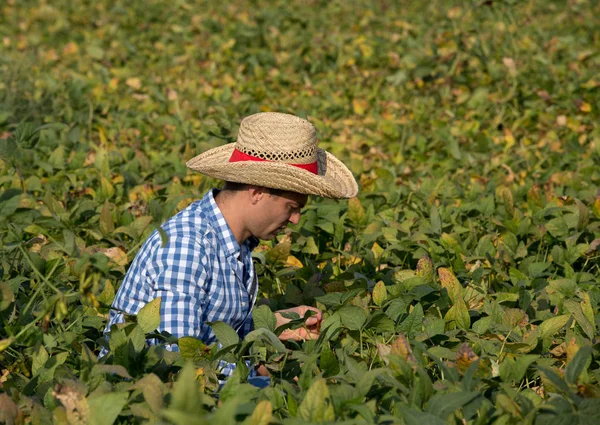 Knappe Boer Controleren Soja Bedrijf Handen Veld — Stockfoto