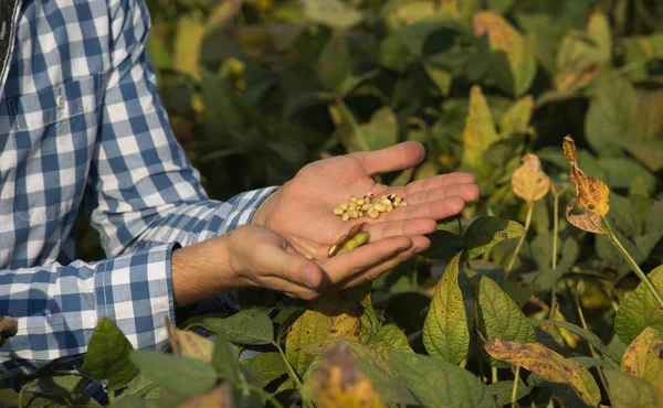 Çiftçinin Soya Tahıllar Ile Yakın Çekim — Stok fotoğraf