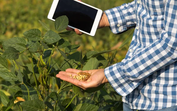 Close Mão Agricultor Com Grão Soja Tablet Outros — Fotografia de Stock