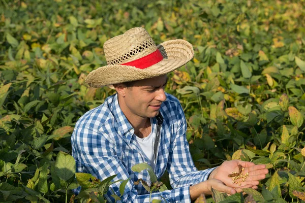 Handsome Farmer Checking Holding Soybean Hands Field — Stock Photo, Image