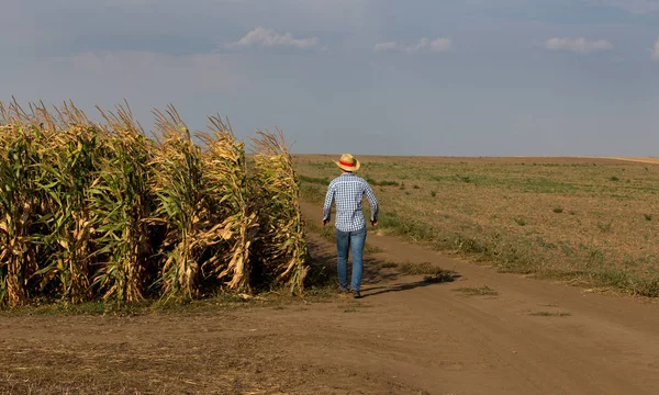 Bonito Fazendeiro Com Chapéu Palha Andando Lado Campo Milho Verão — Fotografia de Stock