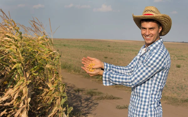 Bonito Agricultor Com Chapéu Palha Verificando Grãos Milho Campo Antes — Fotografia de Stock