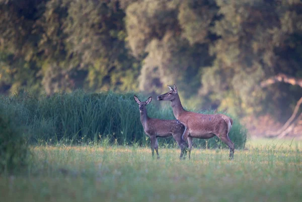 Hind Veado Vermelho Fêmea Fawn Andando Prado Frente Floresta Vida — Fotografia de Stock