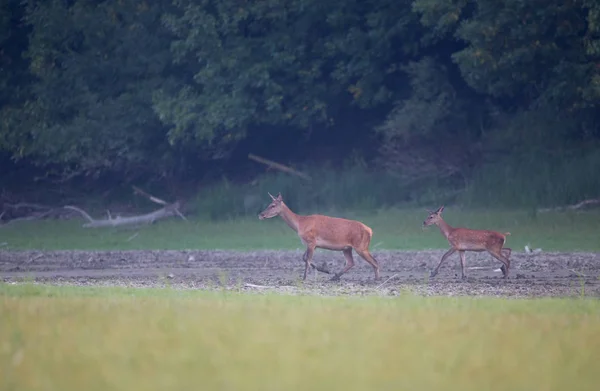 Hind Veado Vermelho Fêmea Fawn Andando Prado Frente Floresta Vida — Fotografia de Stock