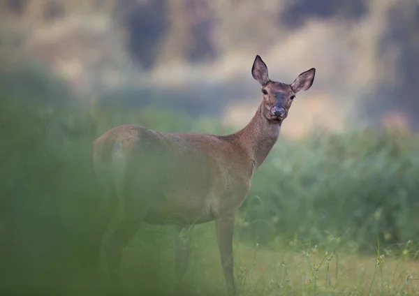 Hind (Red deer female) walking on meadow in front of forest in mating time in autumn, Wildlife in natural habitat