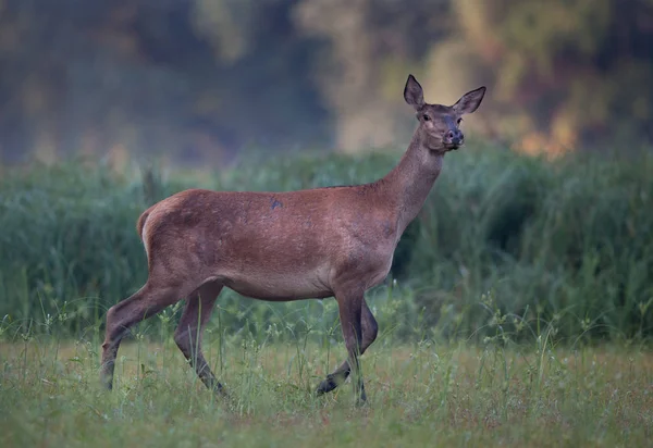 Zadní Červený Jelen Samice Louce Lesa Páření Čas Podzim Volně — Stock fotografie