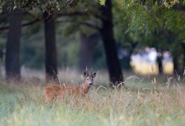 Yüksek otların arasında orman yürüyüş roebuck. Yabani hayvanlar ve bitkiler doğal ortamlarında