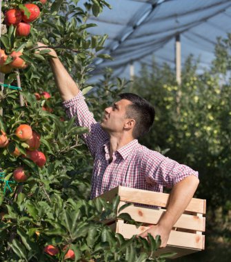 Ahşap sandık tutarak ve modern orchard olgun elma hasat yakışıklı bir çiftçi
