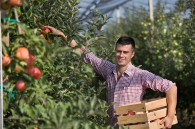 Ahşap sandık tutarak ve modern orchard olgun elma hasat yakışıklı bir çiftçi