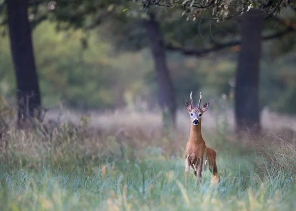 Neugierige Rehböcke Spazieren Hohen Gras Wald Wildtiere Natürlichem Lebensraum — Stockfoto