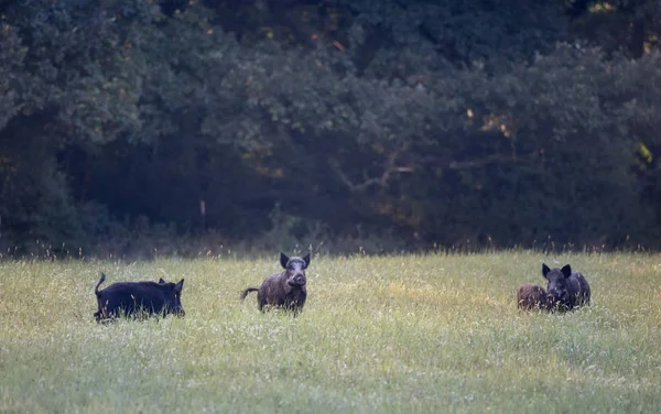 Gruppe Von Wildschweinen Mit Ferkeln Die Hohen Gras Wald Stehen — Stockfoto