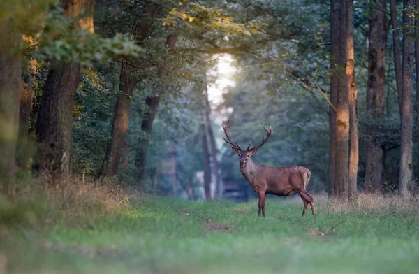 Rothirsch Mit Geweih Steht Zur Paarungszeit Herbst Wald — Stockfoto