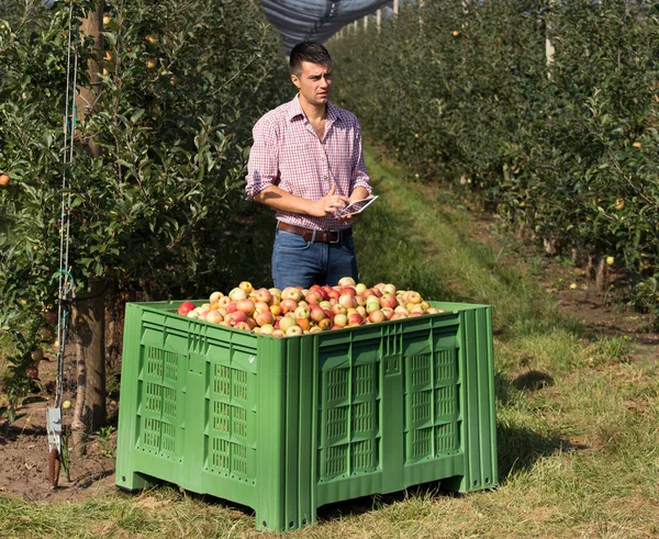 Beau Fermier Avec Tablette Debout Côté Une Grande Caisse Plastique — Photo