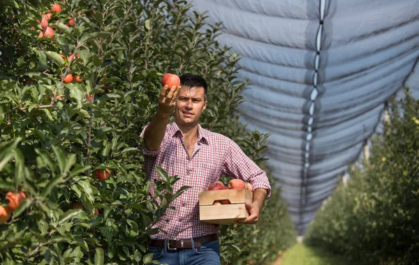 Beau Fermier Tenant Une Caisse Bois Récoltant Des Pommes Mûres — Photo