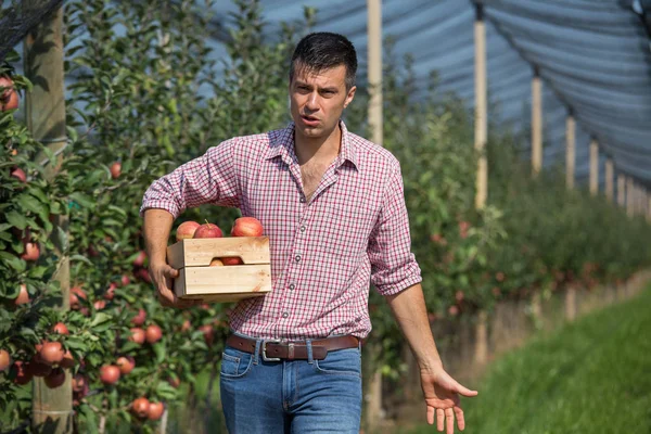 Guapo Granjero Sosteniendo Una Caja Madera Cosechando Manzanas Maduras Huerto — Foto de Stock