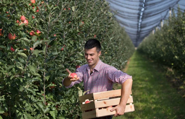 Handsome farmer holding wooden crate and harvesting ripe apples in modern orchard