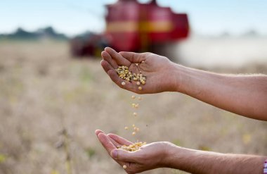 Çiftçinin el soya tahıllar önünde hasat alanında birleştirmek tutarak, yakın çekim