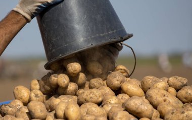 Kovanın boşaltma patatesten alanında kazık çiftçinin elleri yakın çekim