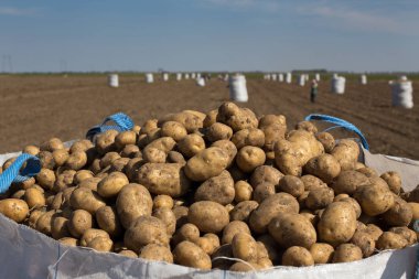 Patates ile arka plan çuvallarda çok alandaki yığın üzerinde Kapat