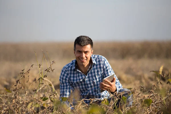 Satisfied Handsome Farmer Tablet Squatting Ripe Soybean Field Harvest — Stock Photo, Image