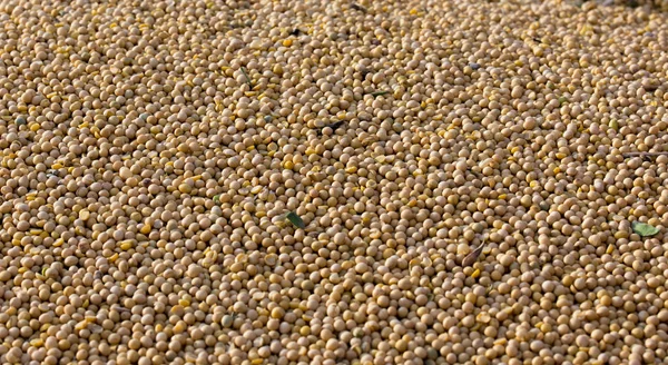 Close Soybean Grains Pile Background Image — Stock Photo, Image