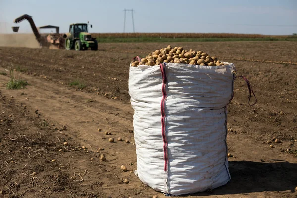 Patatas Saco Campo Delante Del Tractor Maquinaria Trabajando Segundo Plano —  Fotos de Stock