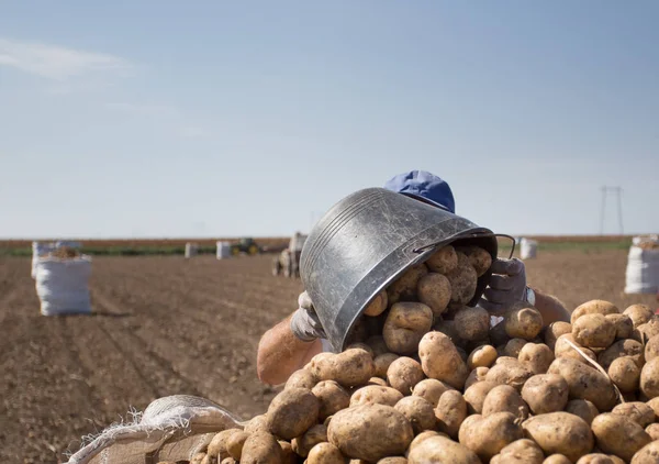Close Farmer Hands Unloading Potatoes Bucket Pile Field — Stock Photo, Image