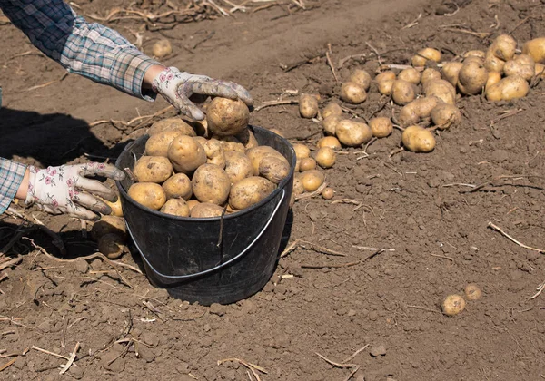 Close Farmer Hand Gloves Picking Potatoes Ground Putting Plastic Bucket — Stock Photo, Image