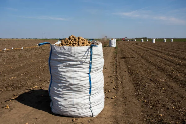 Primer Plano Las Patatas Saco Campo Delante Del Tractor Maquinaria — Foto de Stock